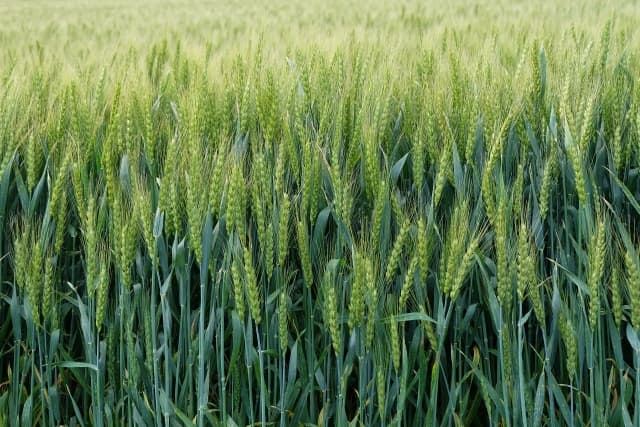 小麦の栄養価